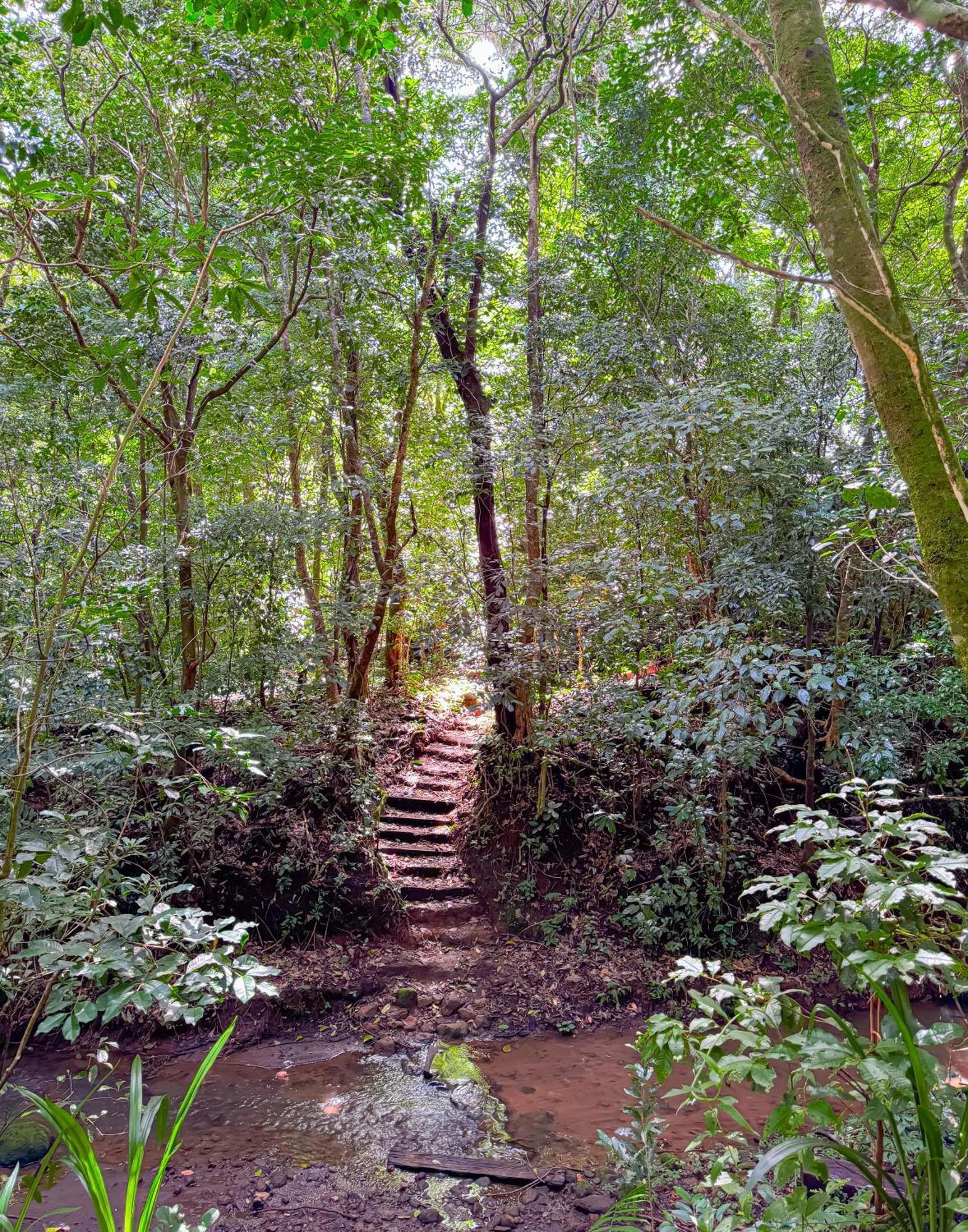 Casa Rayo De Luna Monteverde Exterior foto